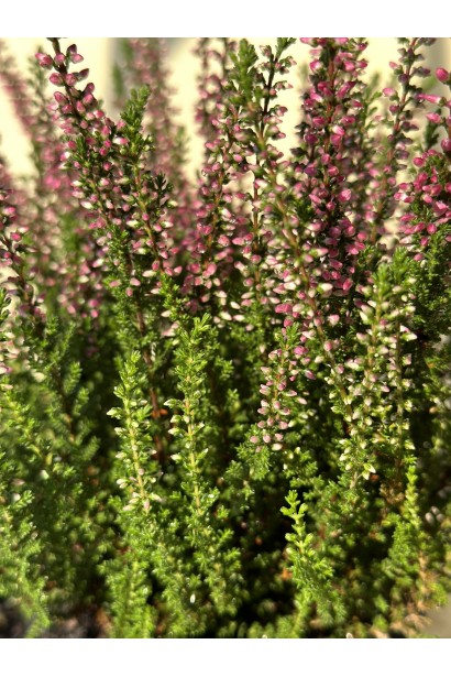 Вереск звичайний Athene пурпурно-червоний